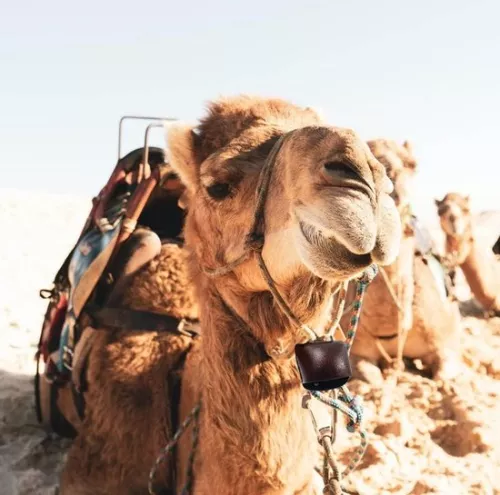 merkloos Metalen koebel met handvat - Geweldig geluidmaker voor voetbalwedstrijden, schoolbellen en concerten. (9503827393795)
