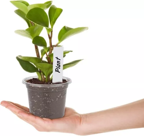 merkloos Allecto Plus - 32 kleine plastic plantenpotjes met bolvormig deksel voor zaden en zaailingen - Inclusief 10 plantpluggen (6154155361364)